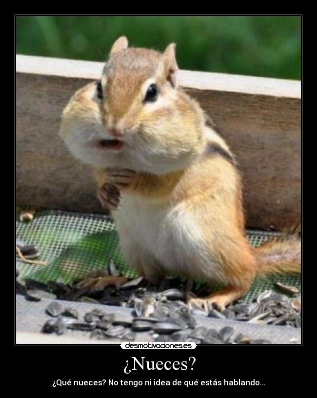¿Nueces? - ¿Qué nueces? No tengo ni idea de qué estás hablando...