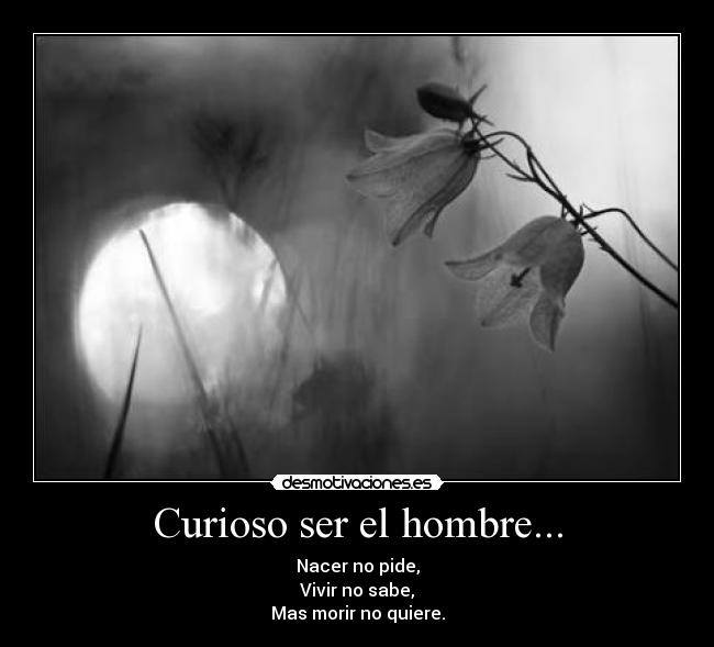 Curioso ser el hombre... - 