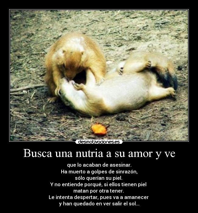 Busca una nutria a su amor y ve -