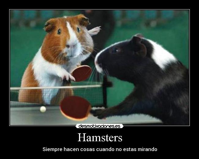 Hamsters -
