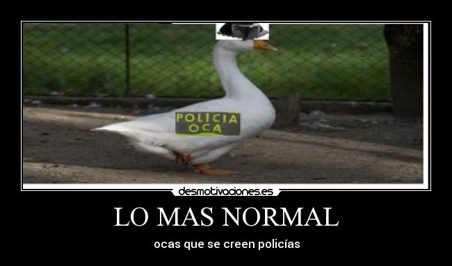 LO MAS NORMAL -