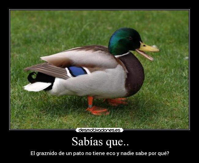 Sabías que.. - El graznido de un pato no tiene eco y nadie sabe por qué?