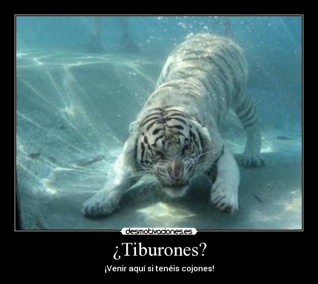¿Tiburones? - ¡Venir aquí si tenéis cojones!