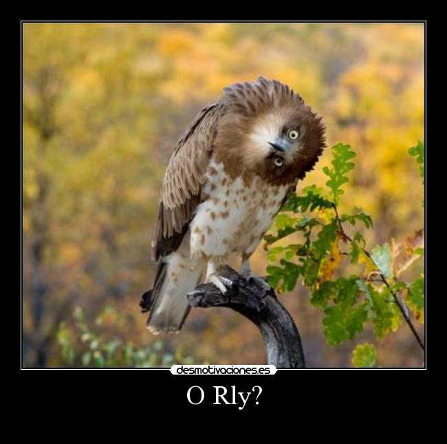 O Rly? - 