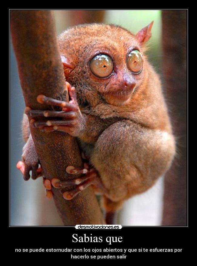 Sabias que - no se puede estornudar con los ojos abiertos y que si te esfuerzas por
hacerlo se pueden salir