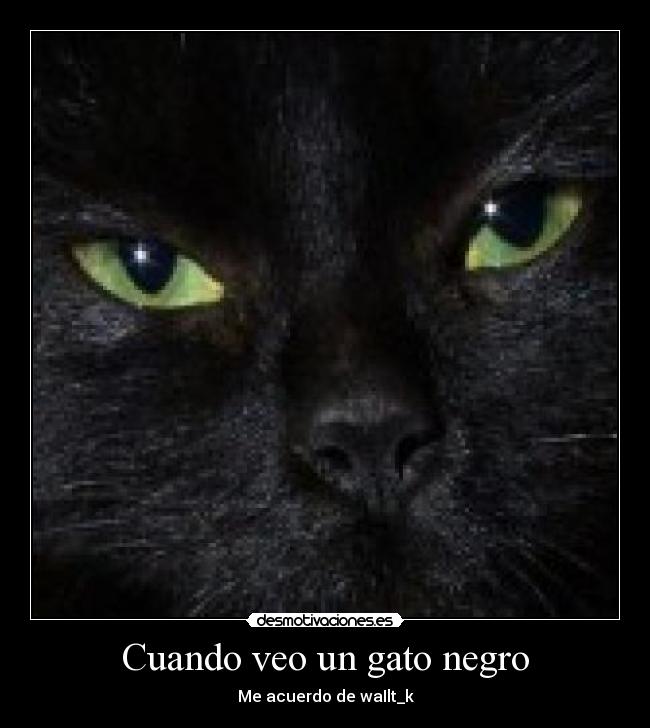 Cuando veo un gato negro -