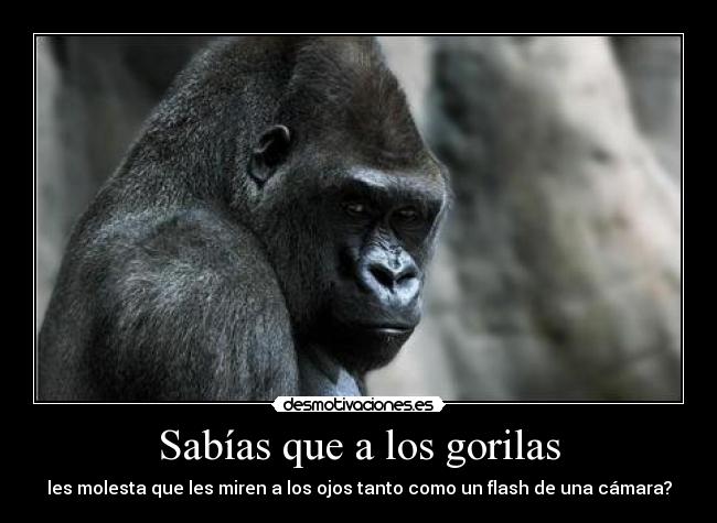 Sabías que a los gorilas - 