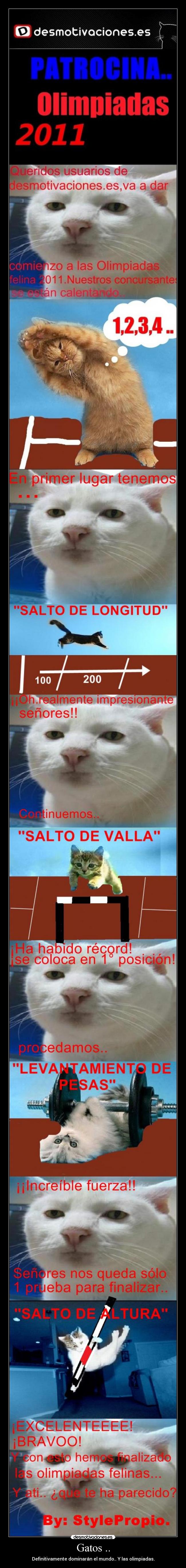Gatos .. -
