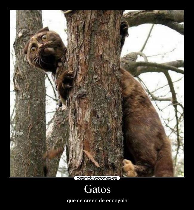 carteles gatos gatos desmotivaciones