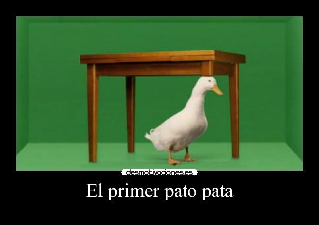 El primer pato pata - 