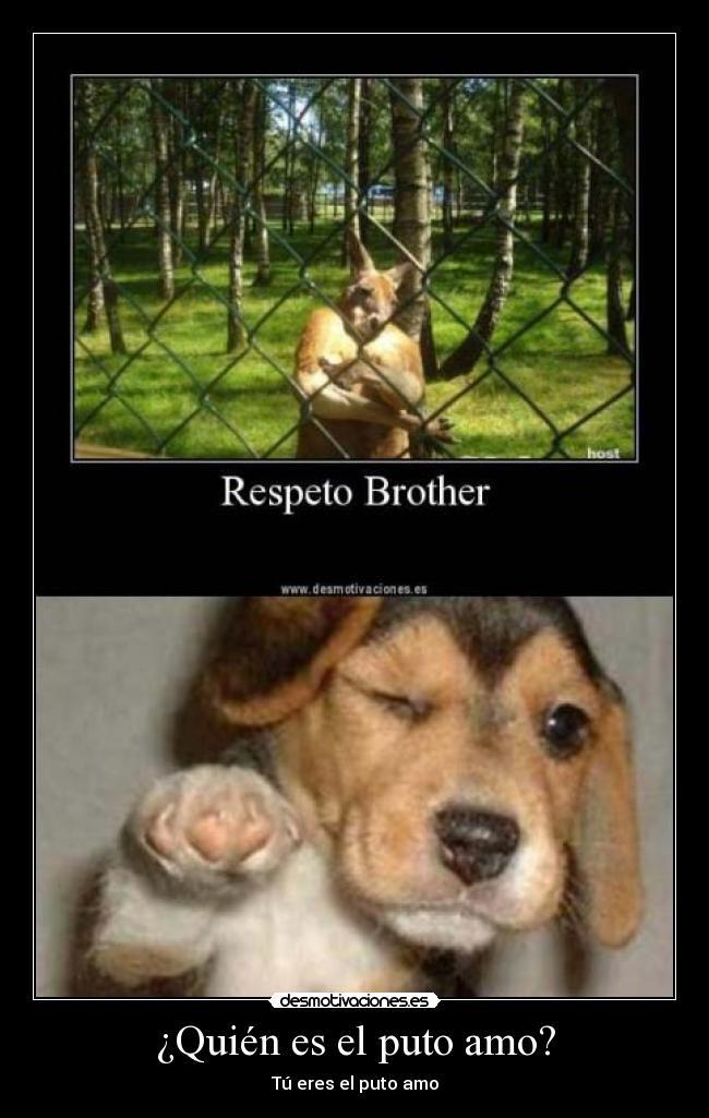 ¿Quién es el puto amo? - Tú eres el puto amo