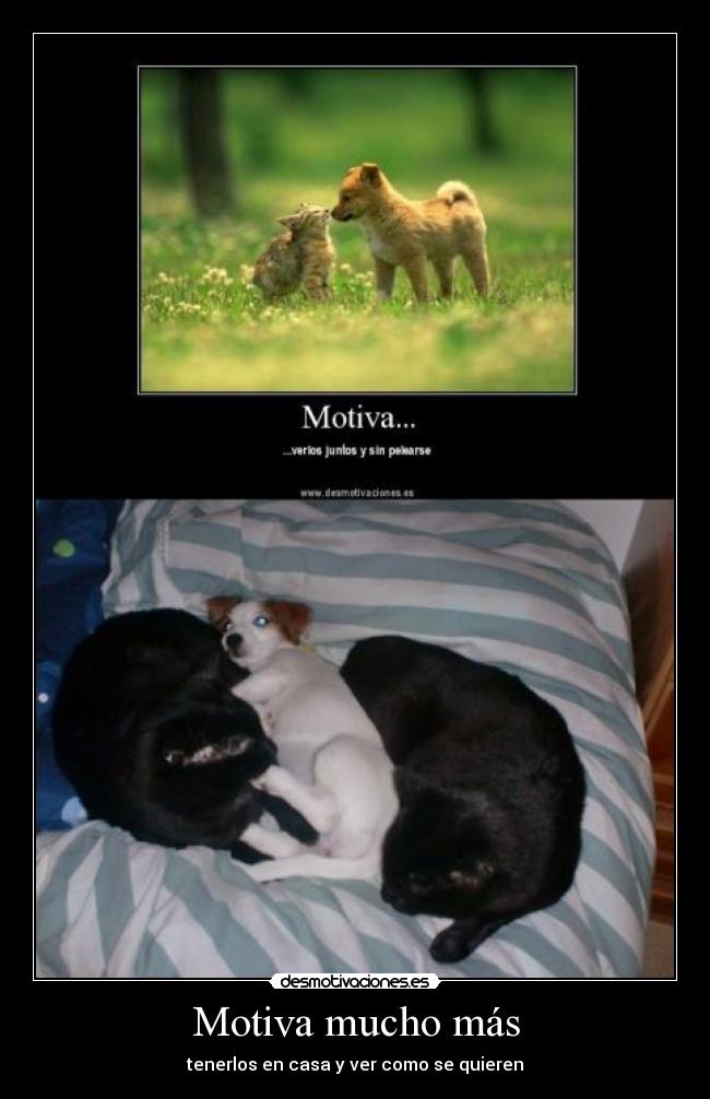 Motiva mucho más - tenerlos en casa y ver como se quieren