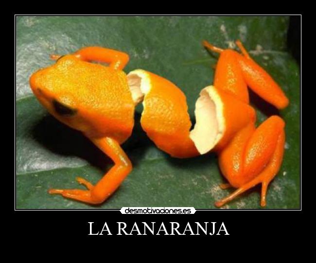 LA RANARANJA - 