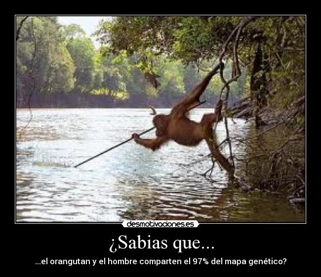 ¿Sabias que... -
