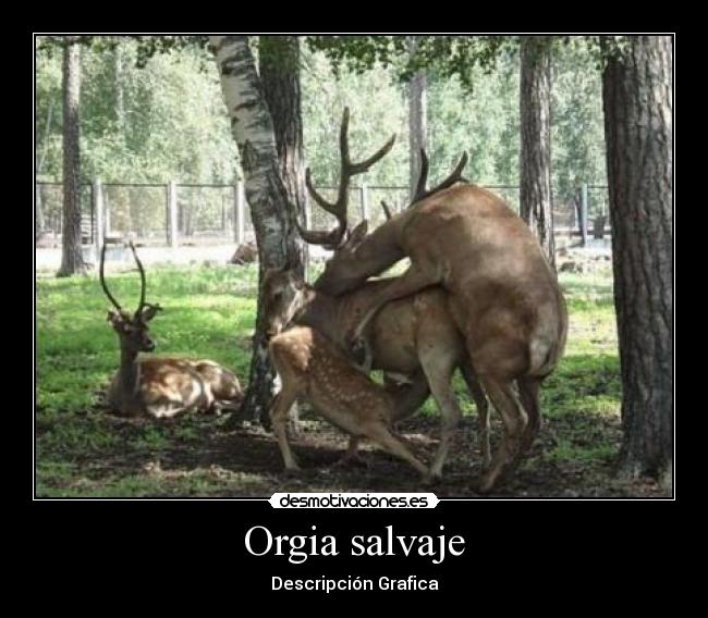 Orgia salvaje - Descripción Grafica