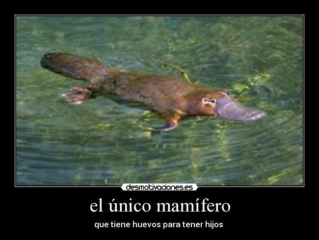 el único mamífero -