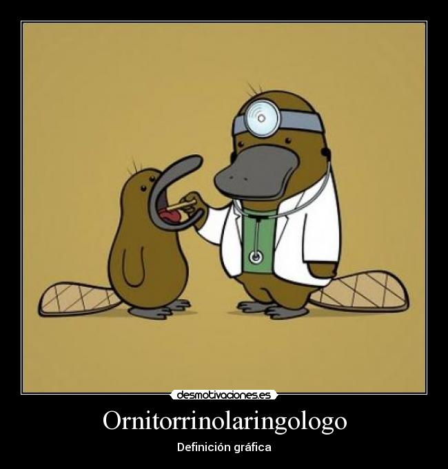 Ornitorrinolaringologo - Definición gráfica