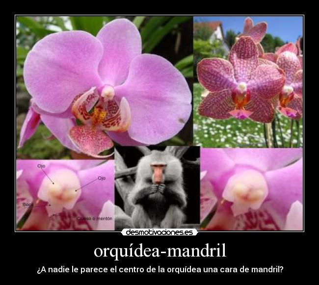 orquídea-mandril -