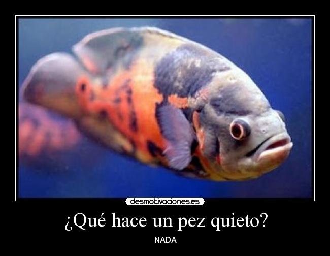 ¿Qué hace un pez quieto? - 
