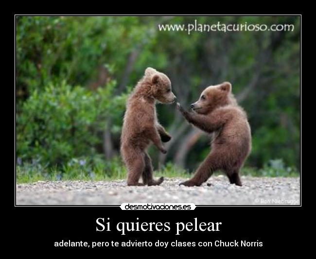 Si quieres pelear - adelante, pero te advierto doy clases con Chuck Norris
