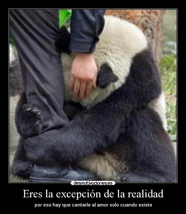 Eres la excepción de la realidad - por eso hay que cantarle al amor solo cuando existe