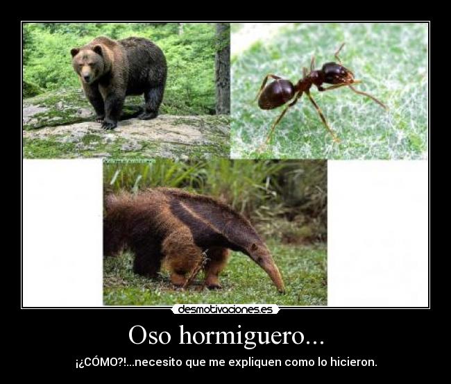 Oso hormiguero... -