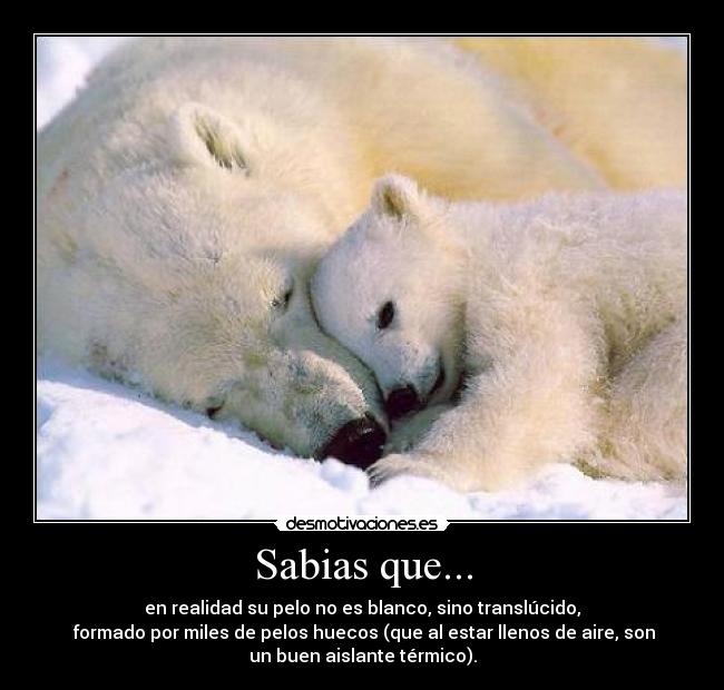 Sabias que... -