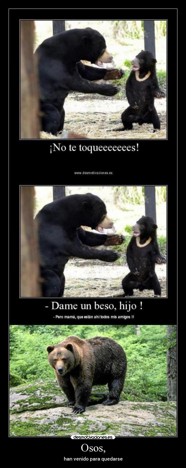 Osos, - han venido para quedarse