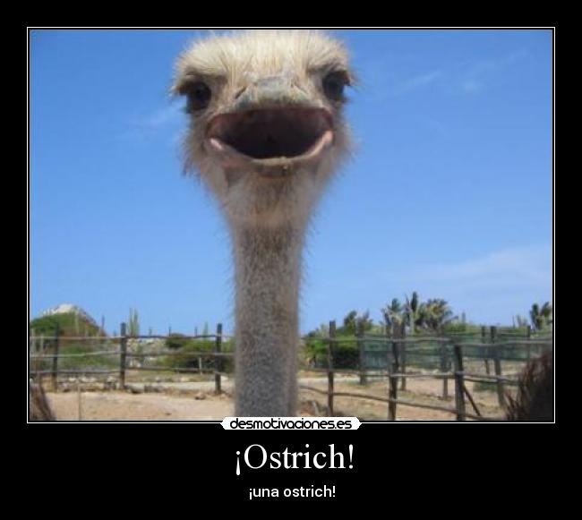 ¡Ostrich! - 