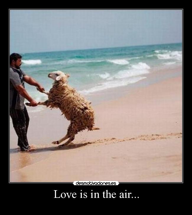 Love is in the air... -