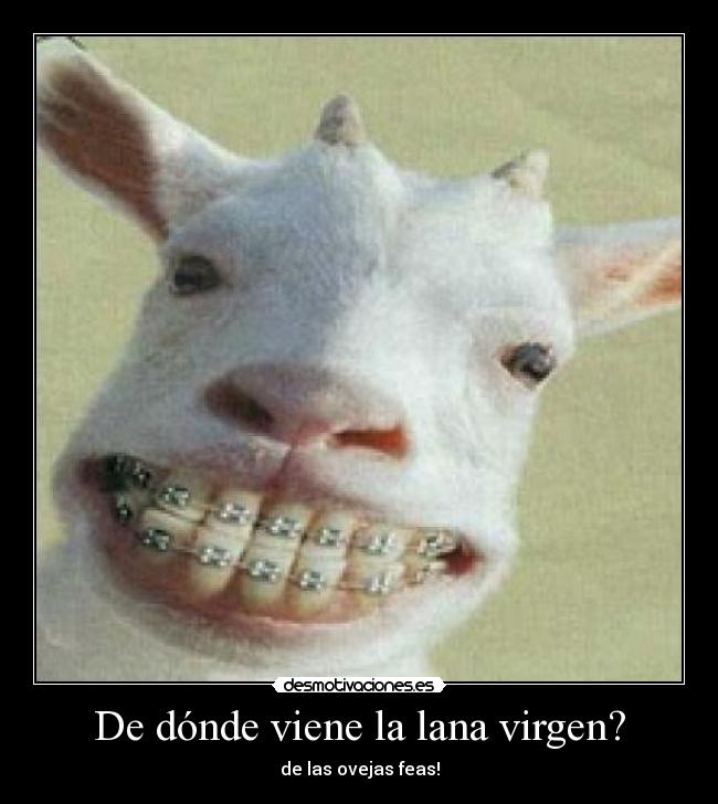 De dónde viene la lana virgen? - de las ovejas feas!