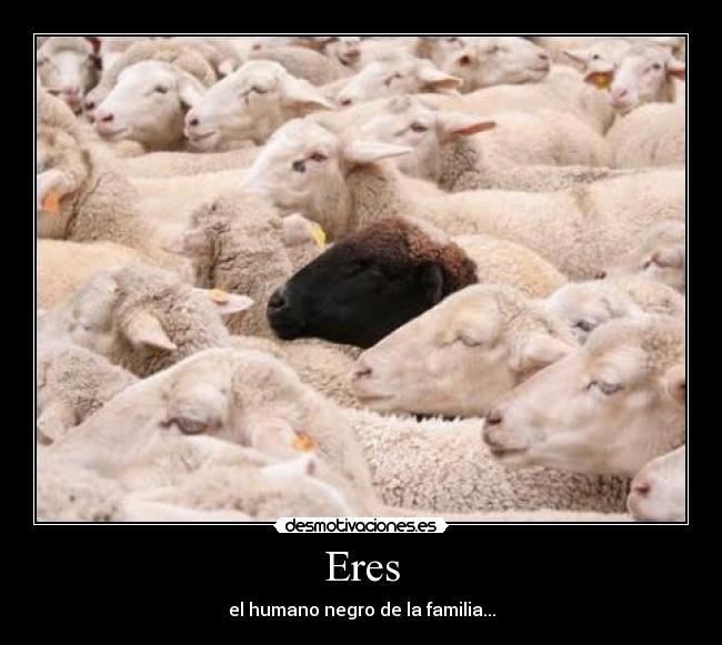 carteles oveja negra cuernos entre ovejas desmotivaciones