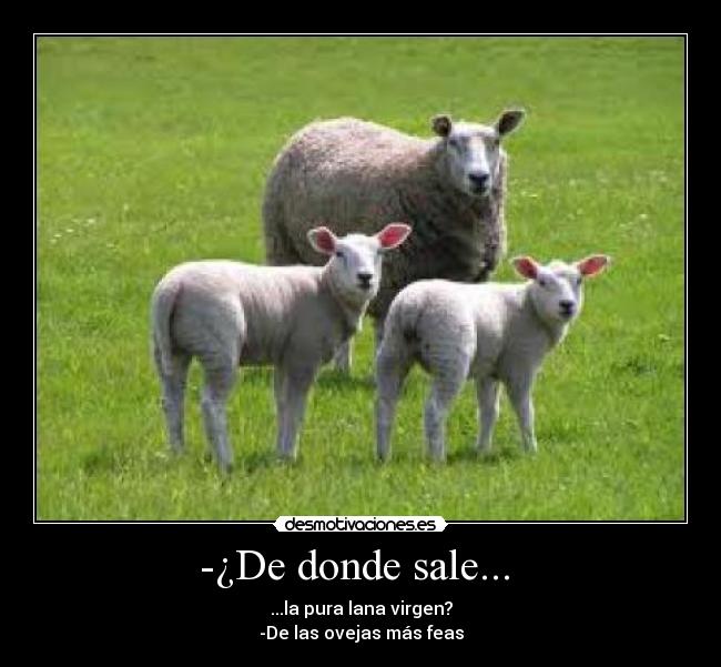-¿De donde sale... - ...la pura lana virgen?
-De las ovejas más feas