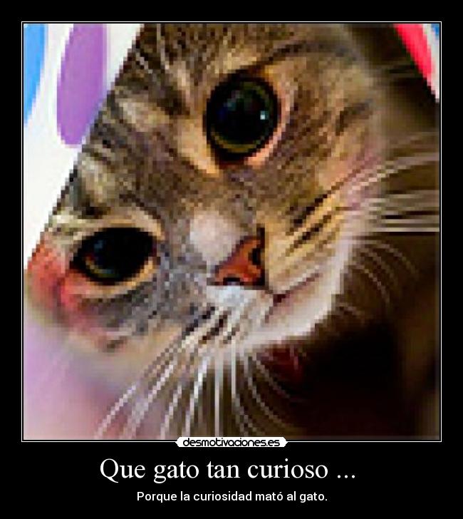 Que gato tan curioso ... - Porque la curiosidad mató al gato.