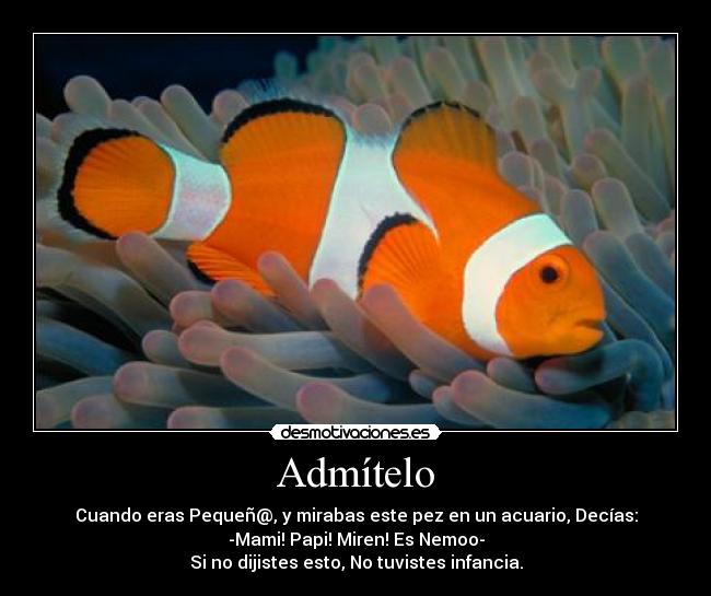 Admítelo - Cuando eras Pequeñ@, y mirabas este pez en un acuario, Decías:
-Mami! Papi! Miren! Es Nemoo-
Si no dijistes esto, No tuvistes infancia.