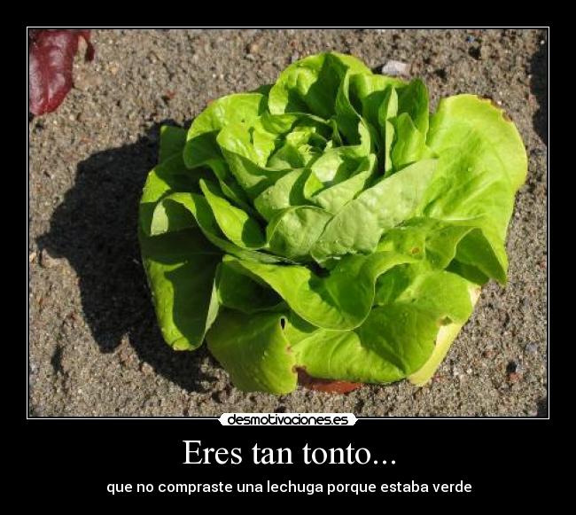 Eres tan tonto... - 