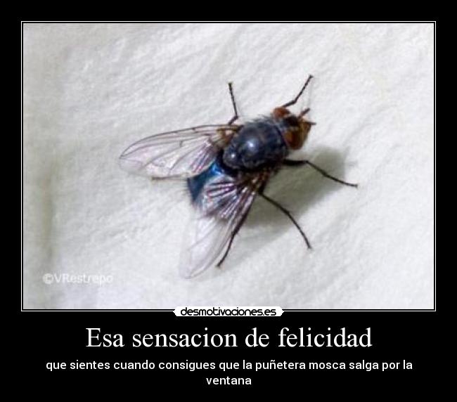 carteles felicidad mosca desmotivaciones