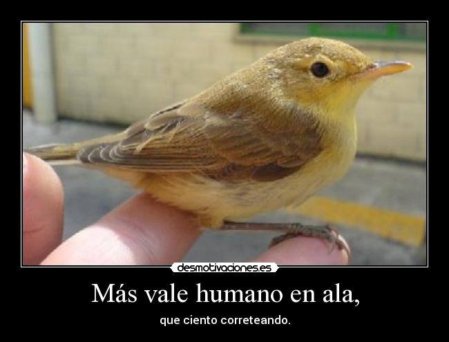 Más vale humano en ala, - 