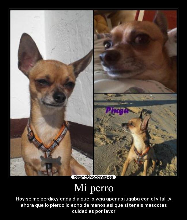 Mi perro - Hoy se me perdio,y cada dia que lo veia apenas jugaba con el y tal...y
ahora que lo pierdo lo echo de menos.asi que si teneis mascotas
cuidadlas por favor