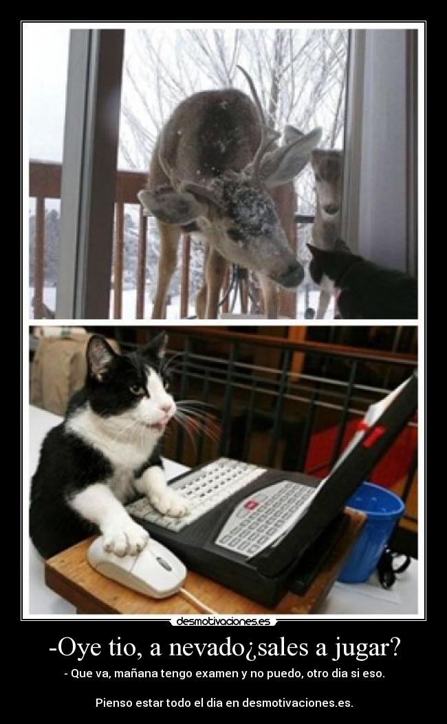 -Oye tio, a nevado¿sales a jugar? - 