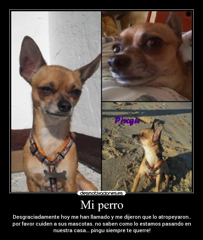 Mi perro -