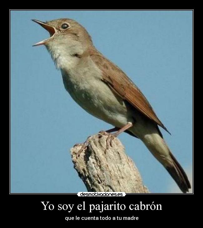 Yo soy el pajarito cabrón - que le cuenta todo a tu madre