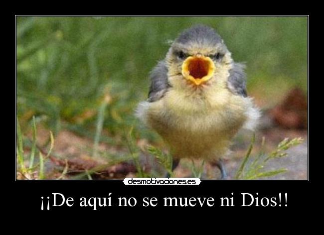 ¡¡De aquí no se mueve ni Dios!! -