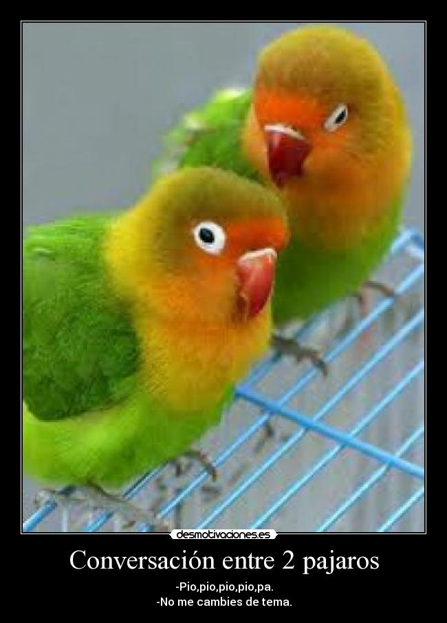 Conversación entre 2 pajaros -