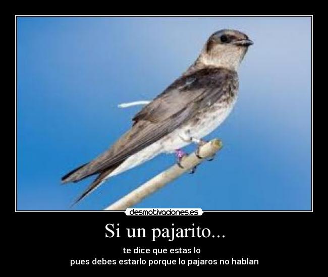 Si un pajarito... - te dice que estas lo
pues debes estarlo porque lo pajaros no hablan