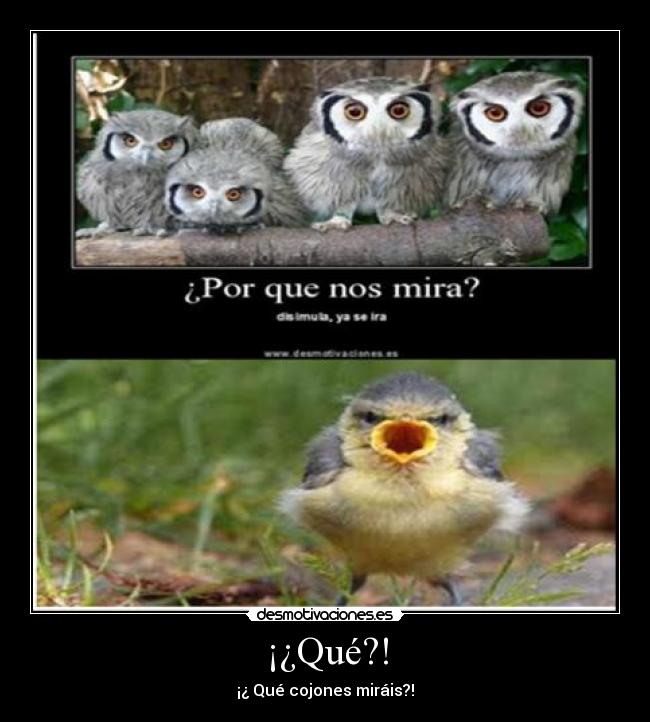 ¡¿Qué?! - ¡¿ Qué cojones miráis?!