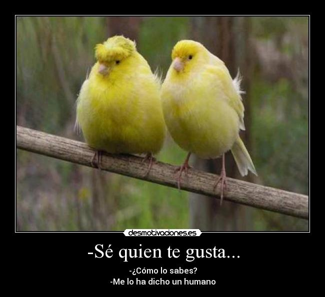 -Sé quien te gusta... - -¿Cómo lo sabes?
-Me lo ha dicho un humano
