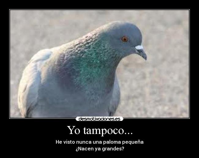 Yo tampoco... - 