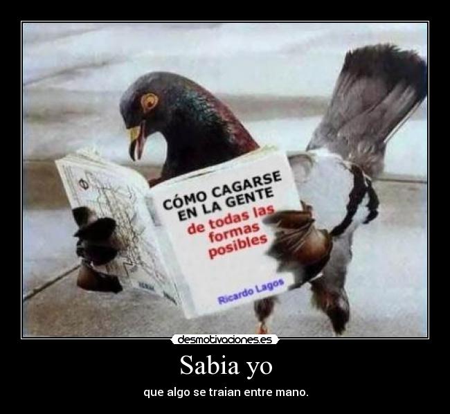 Sabia yo -