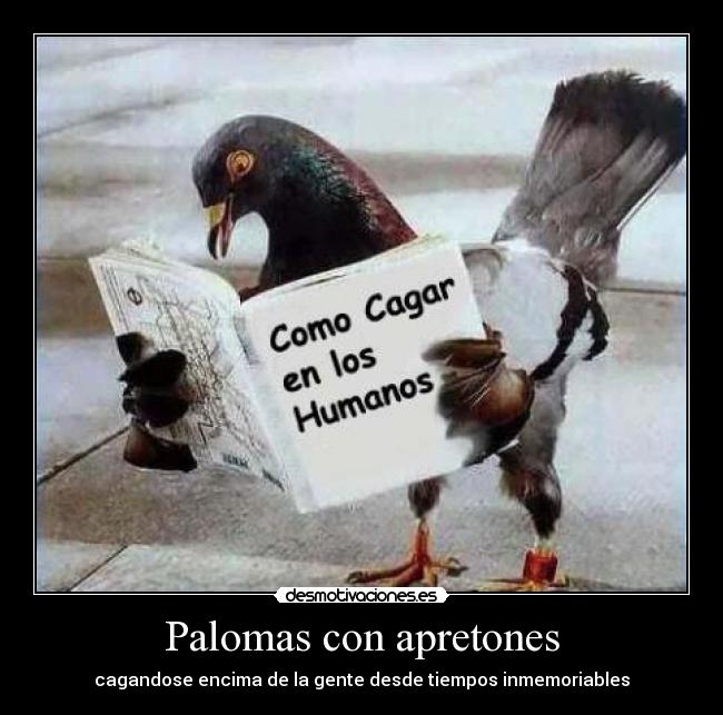 Palomas con apretones - 